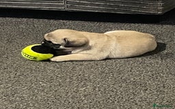 Pug dogs for sale: 2 beautiful pugs looking for their forever home - Image 12