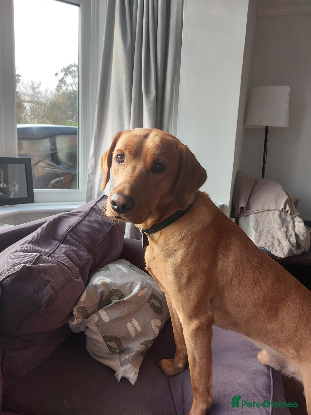 Labrador Retriever dogs for stud: Dexter. 3 years old. KC registered - Advert 3