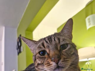 Mixed Breed cats X1 cat available ** ! - Advert 12