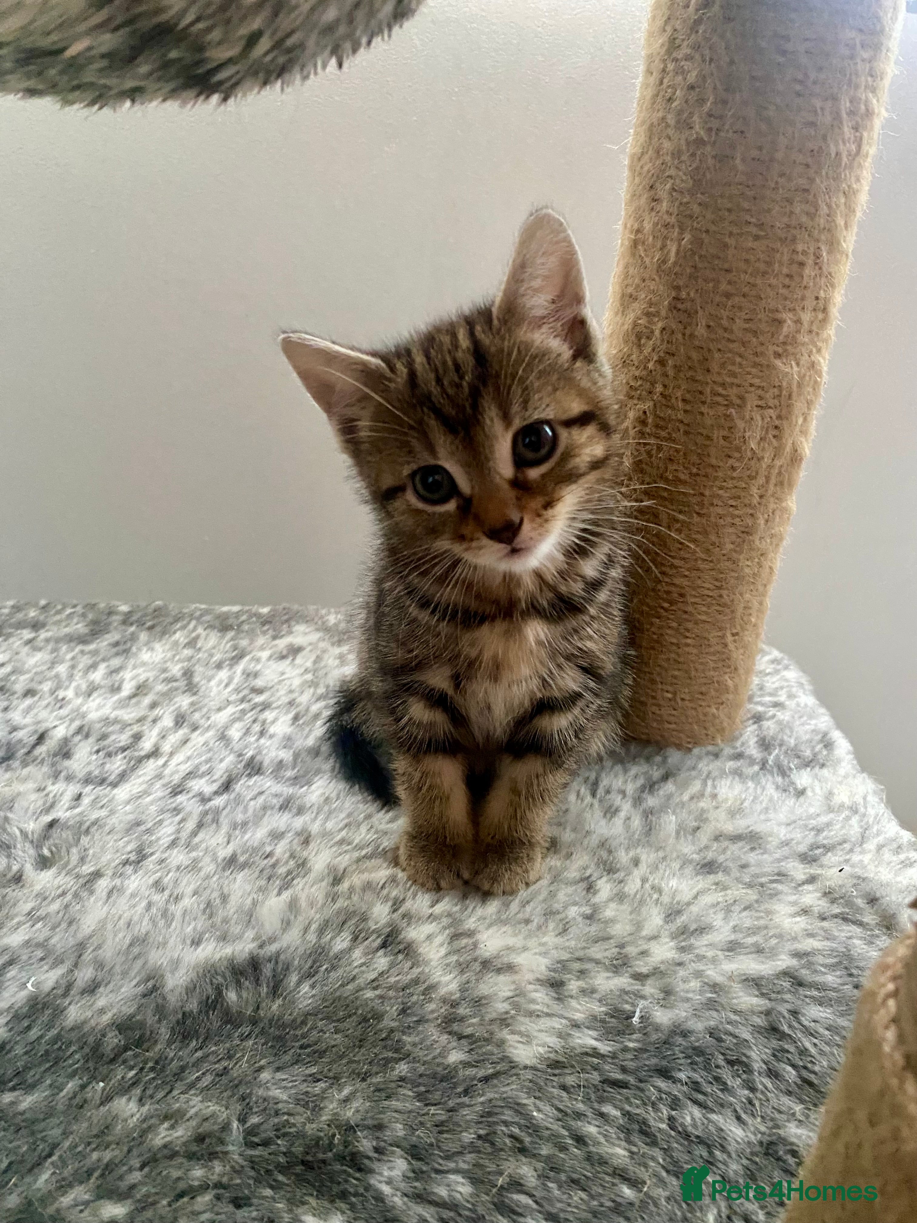 Mixed Breed cats Kittens for sale - Advert 1