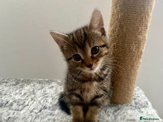 Mixed Breed cats Kittens for sale - Advert 17