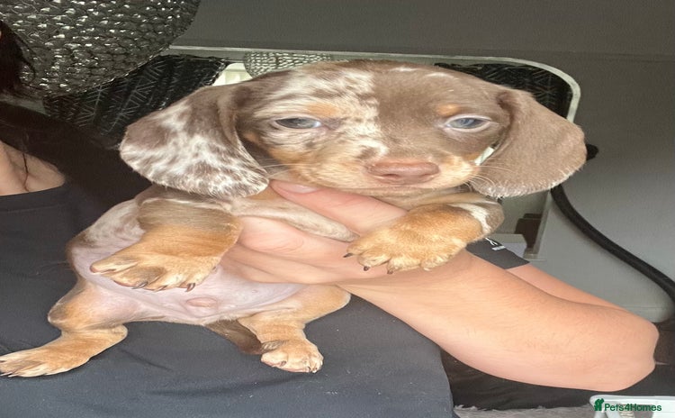 Dachshund dogs - Advert 1