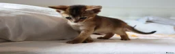 Abyssinian cats for sale: Abyssinian X (Abyssinian X) - Advert 17