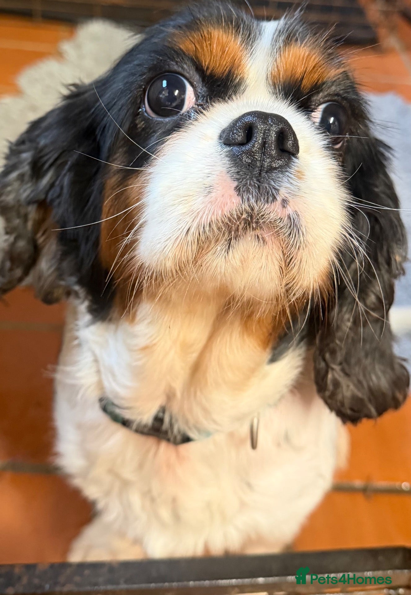 Cavalier King Charles Spaniel dogs Beautiful kc reg girl - Advert 1