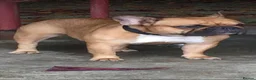 French Bulldog dogs for stud: Champion French Bulldog Available at Stud - Advert 5