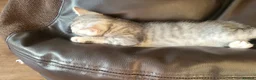 Scottish Fold cats for sale: Ready to rehome schottish fold kittens - Advert 14