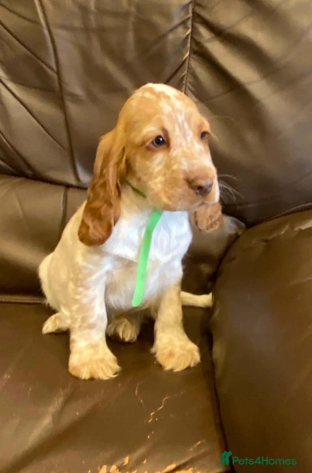 Cocker Spaniel dogs for sale: KC Registered Cocker Spaniel Pups For Sale - Advert 4