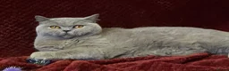 British Shorthair cats for sale: 🏆 Beautiful GCCF BSH Grace Retired Queen (Blue)🐈 - Advert 9