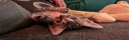 Mixed Breed cats for sale: Last kitten ready to go!  in Barry - Advert 3