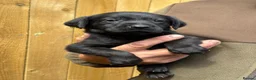 Labrador Retriever dogs for sale: Labrador Puppies  KC Reg Stunning  - Advert 4