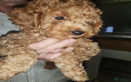 Cockapoo dogs for sale: 5 lovely cuddly puppies - Advert 13
