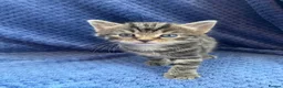 Maine Coon cats for sale: Mainecoon x  - Advert 3