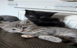 Mixed Breed cats for sale: Beautiful fluffy kittens, mum Persian X mainecoon  - Image 1