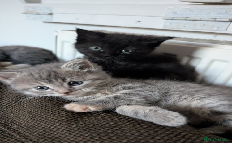Mixed Breed cats - Advert 16