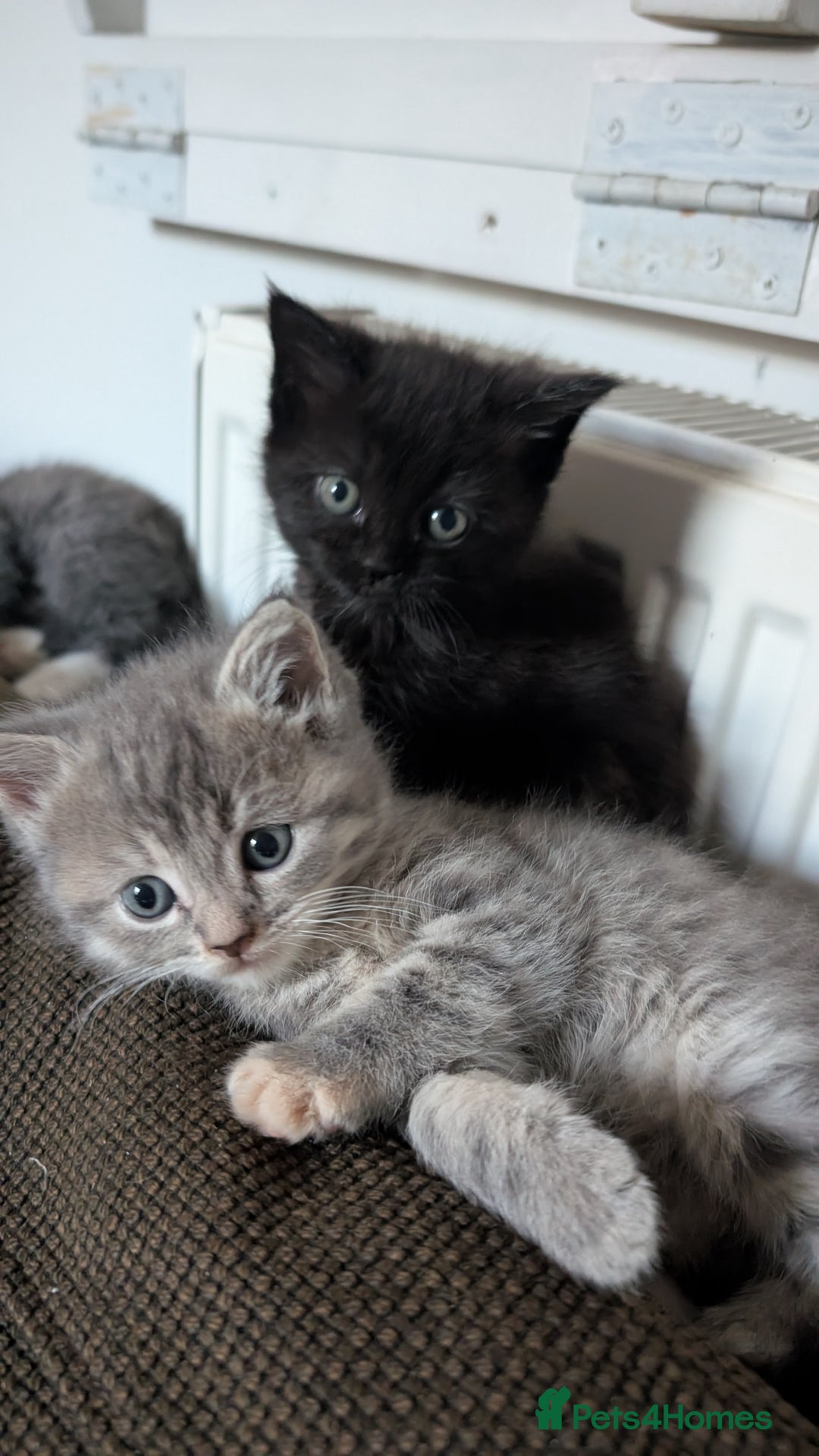 Mixed Breed cats for sale: Beautiful fluffy kittens, mum Persian X mainecoon  - Image 1