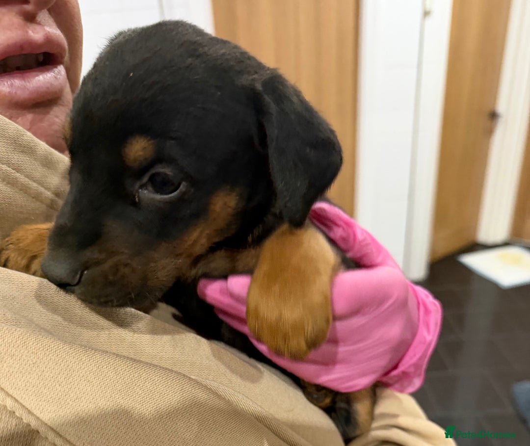 Mixed Breed dogs for sale: Doberman X puppies for sale  - Advert 12