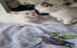 Ragdoll cats for sale: Healthy Ragdoll kittens , Ready now.  - Image 5