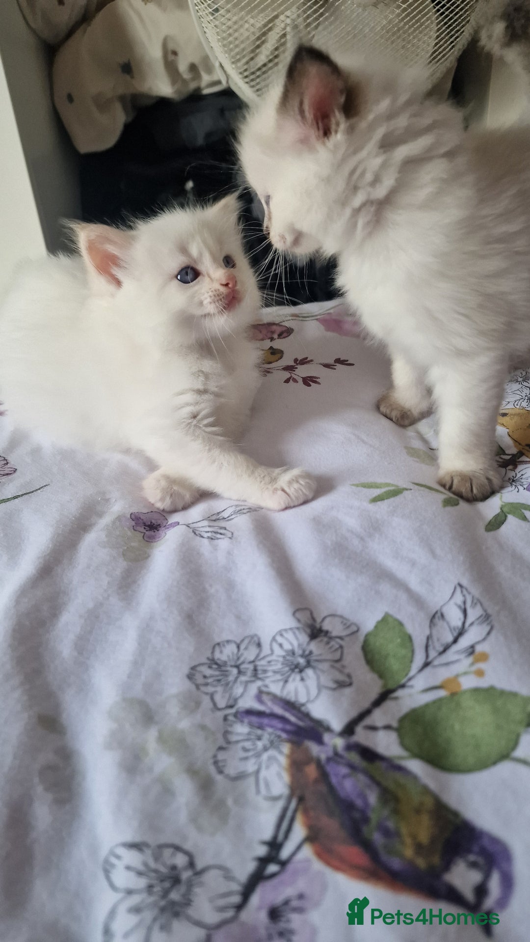 Ragdoll cats for sale: Healthy Ragdoll kittens , Ready now.  - Image 5