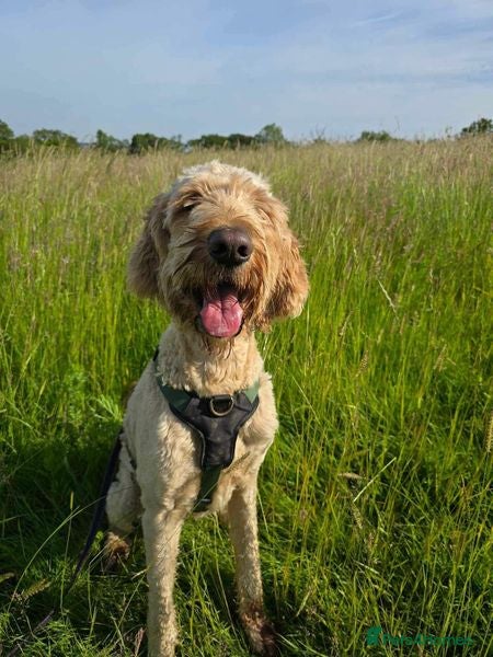 Mixed Breed dogs Dave is looking for home! in Waltham Abbey - Advert 24