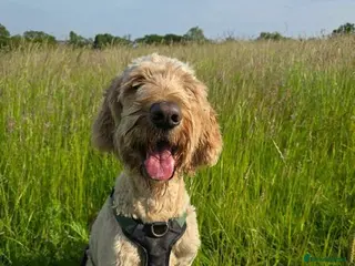 Mixed Breed dogs Dave is looking for home! in Waltham Abbey - Advert 24