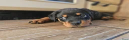 Rottweiler dogs for sale: Strong working line Rottweiler pups for sale in Dartford - Advert 20