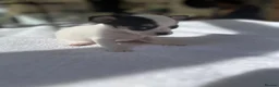 Chihuahua dogs for sale: Puppies - Advert 27