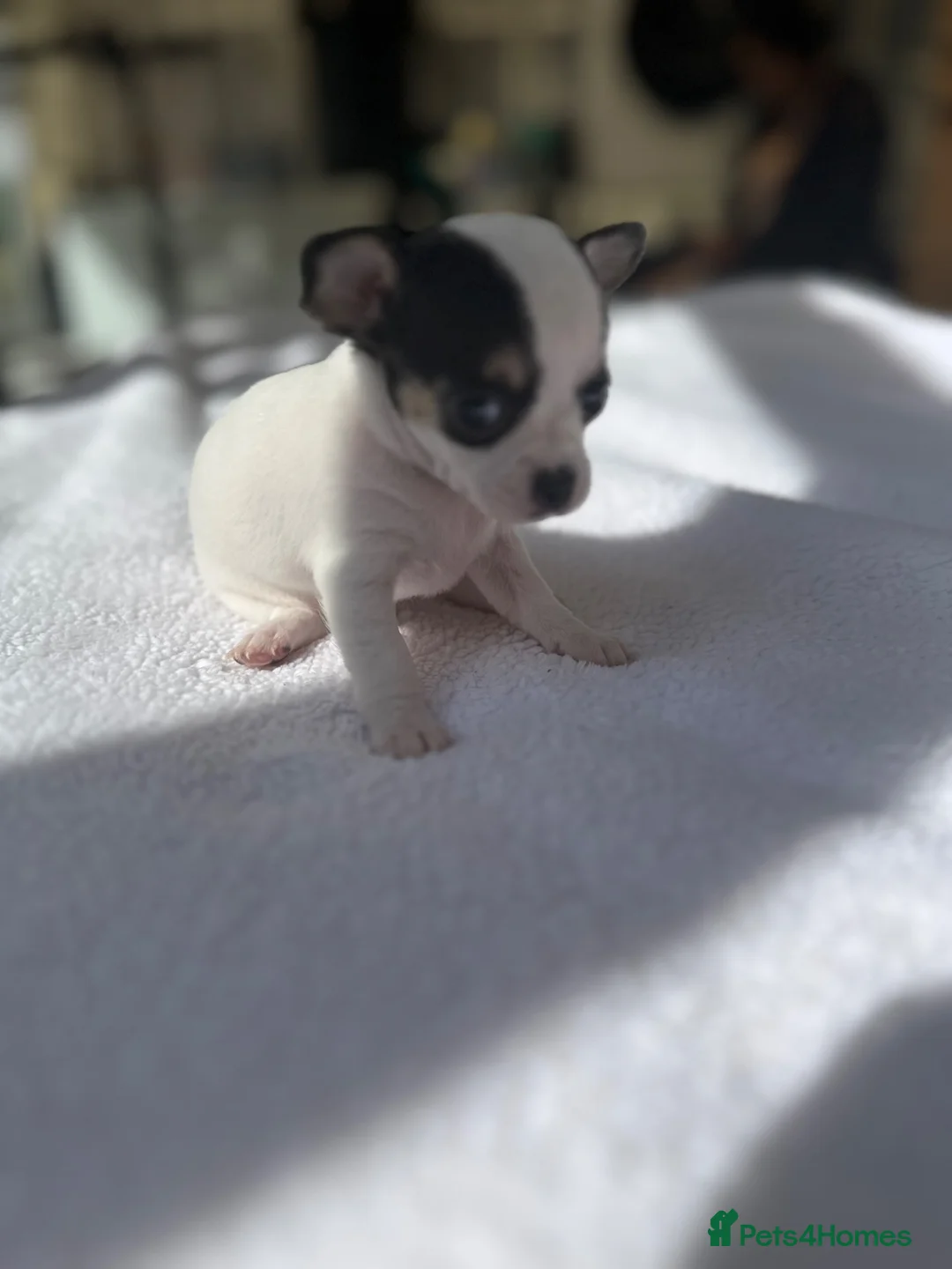 Chihuahua dogs for sale: Puppies - Advert 27