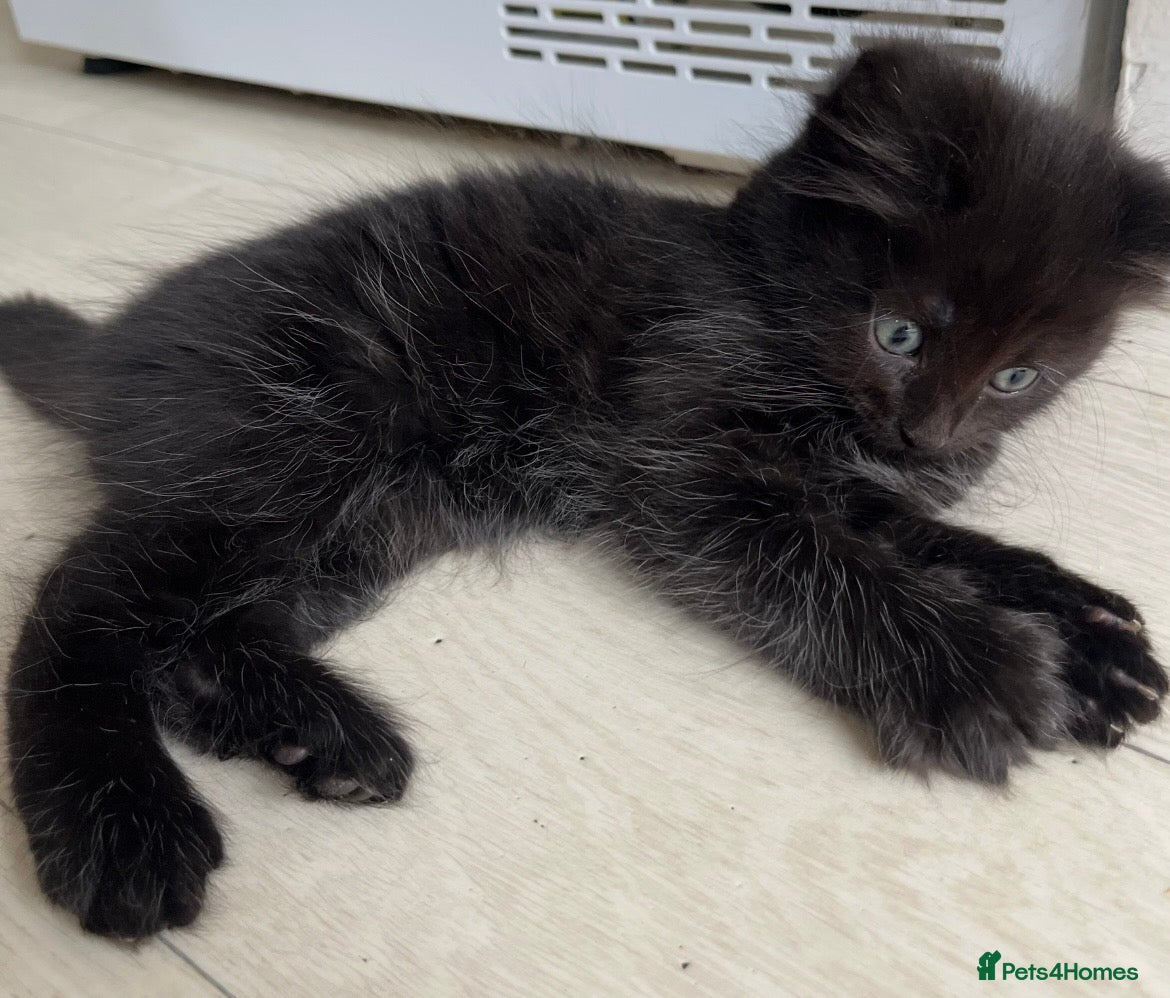 Norwegian Forest Cat cats for sale: Mixed breed/Norwegian Forest Cat  - Advert 1