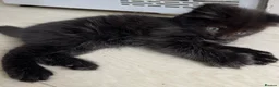 Norwegian Forest Cat cats for sale: Mixed breed/Norwegian Forest Cat  - Advert 1