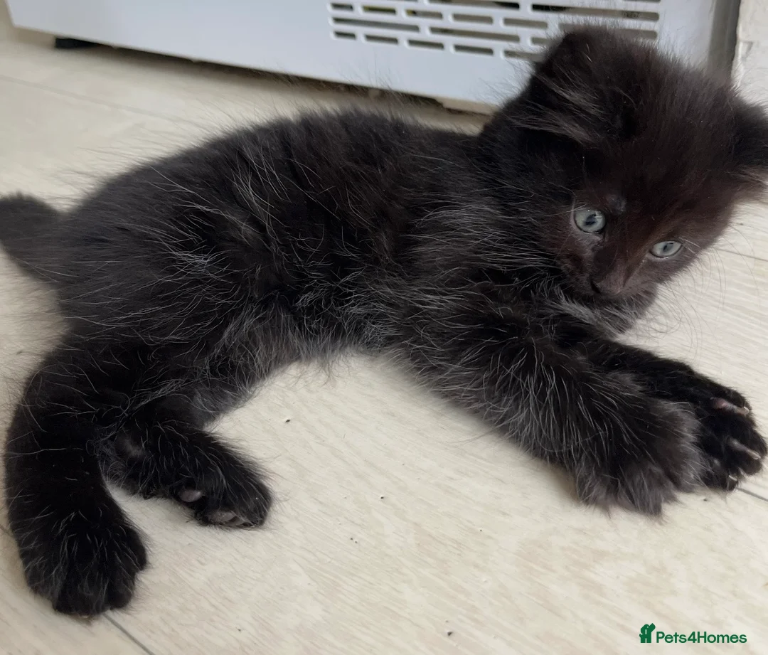Norwegian Forest Cat cats for sale: Mixed breed/Norwegian Forest Cat  - Advert 1