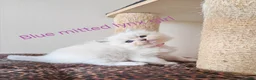 Ragdoll cats for sale: BEAUTIFUL RAGDOLLS KITTENS GCCF REGISTERED  - Advert 4