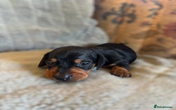 Miniature Dachshund dogs for sale: Lovely Mini Daschunds Looking For A Forever Sofa - Image 11