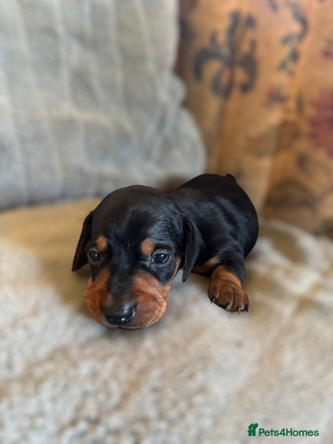 Miniature Dachshund dogs for sale: Lovely Mini Daschunds Looking For A Forever Sofa - Image 11