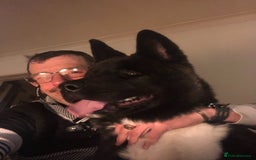 Akita dogs for sale: American bear faced akitas - Image 6