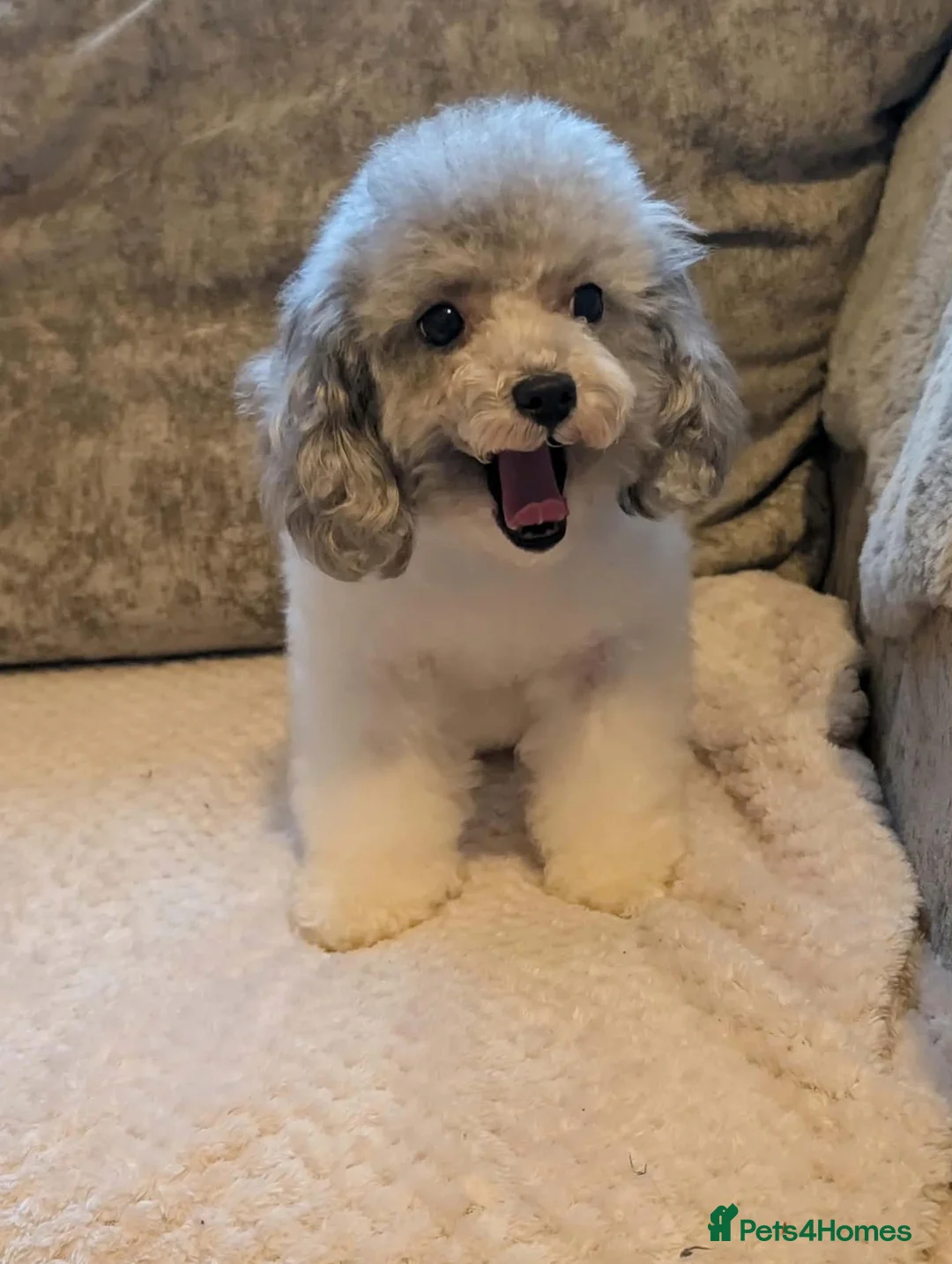 Toy Poodle dogs for sale: TRUE Asian Toy Poodle Girl  - Advert 2