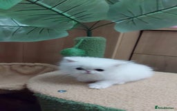 Persian cats for sale: Snow persian kitten  boy - Image 2
