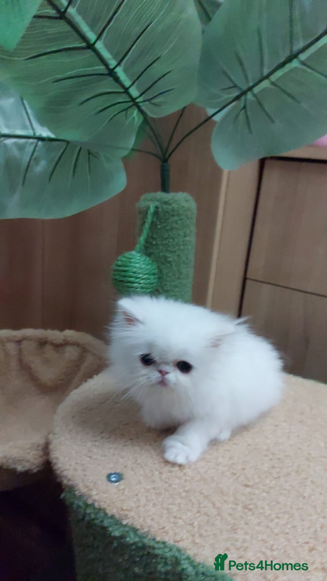 Persian cats for sale: Snow persian kitten  boy - Image 2
