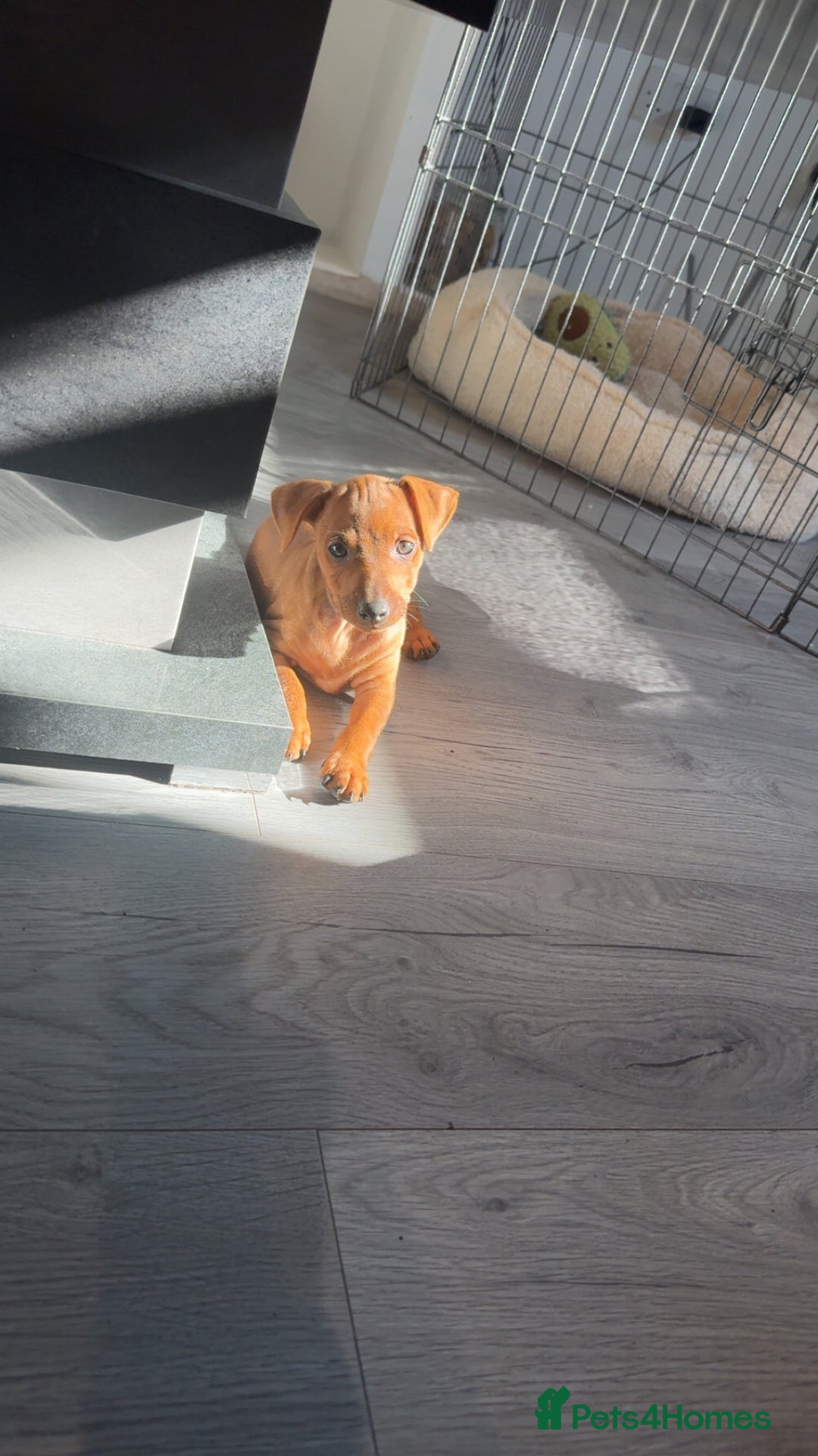 Miniature Pinscher dogs for sale: Beautiful Male miniature pinscher pure breed - Image 7