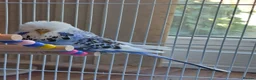 Budgerigars birds for sale: Budgies with cage in Dunstable - Advert 2
