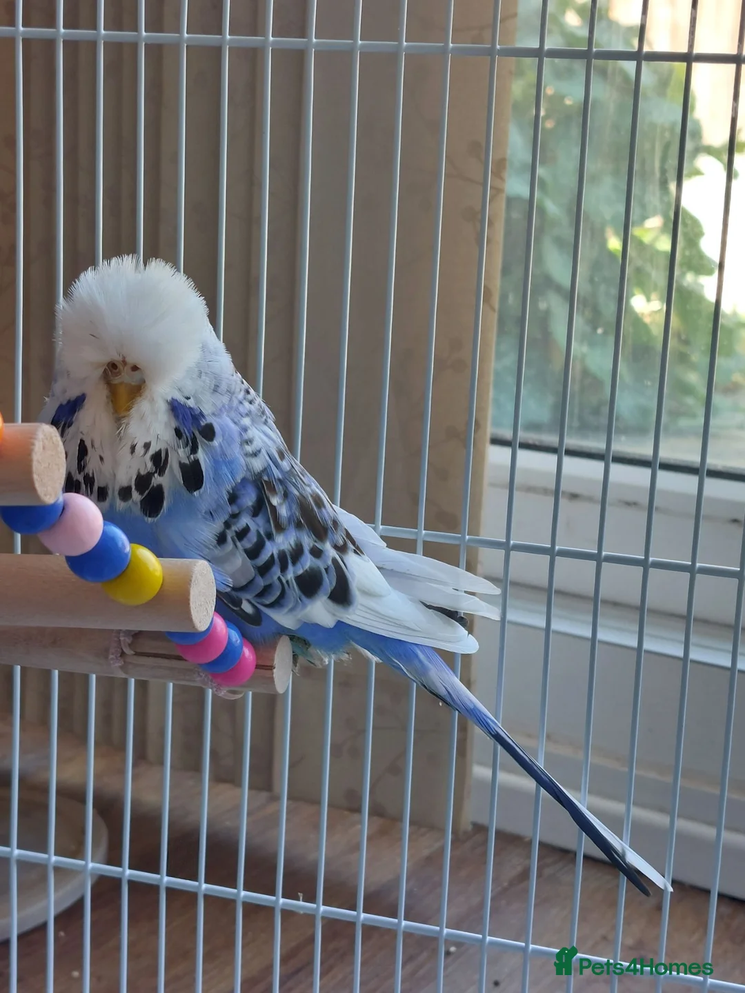 Budgerigars birds for sale: Budgies with cage in Dunstable - Advert 2