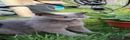 Mixed Breed cats for sale: Black kittens  - Advert 1