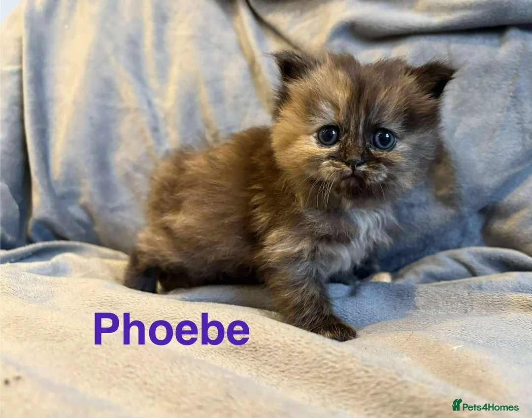 Persian cats for sale: **SOLD** Stunning litter of five female Perdolls - Advert 8