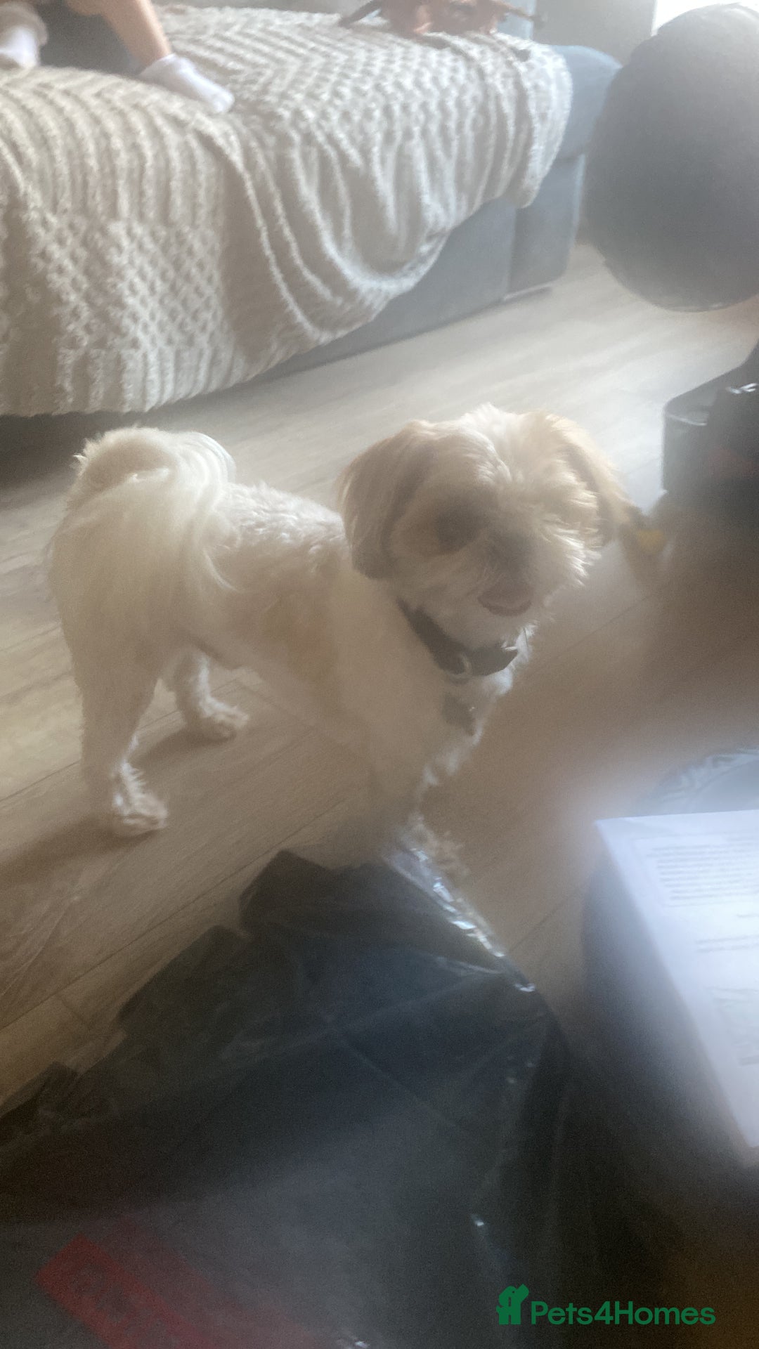 Mixed Breed dogs for sale: 4 beautiful shihapso puppies female - Advert 4