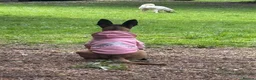 Belgian Shepherd Dog dogs for sale: Belgian Malinois  - Advert 9