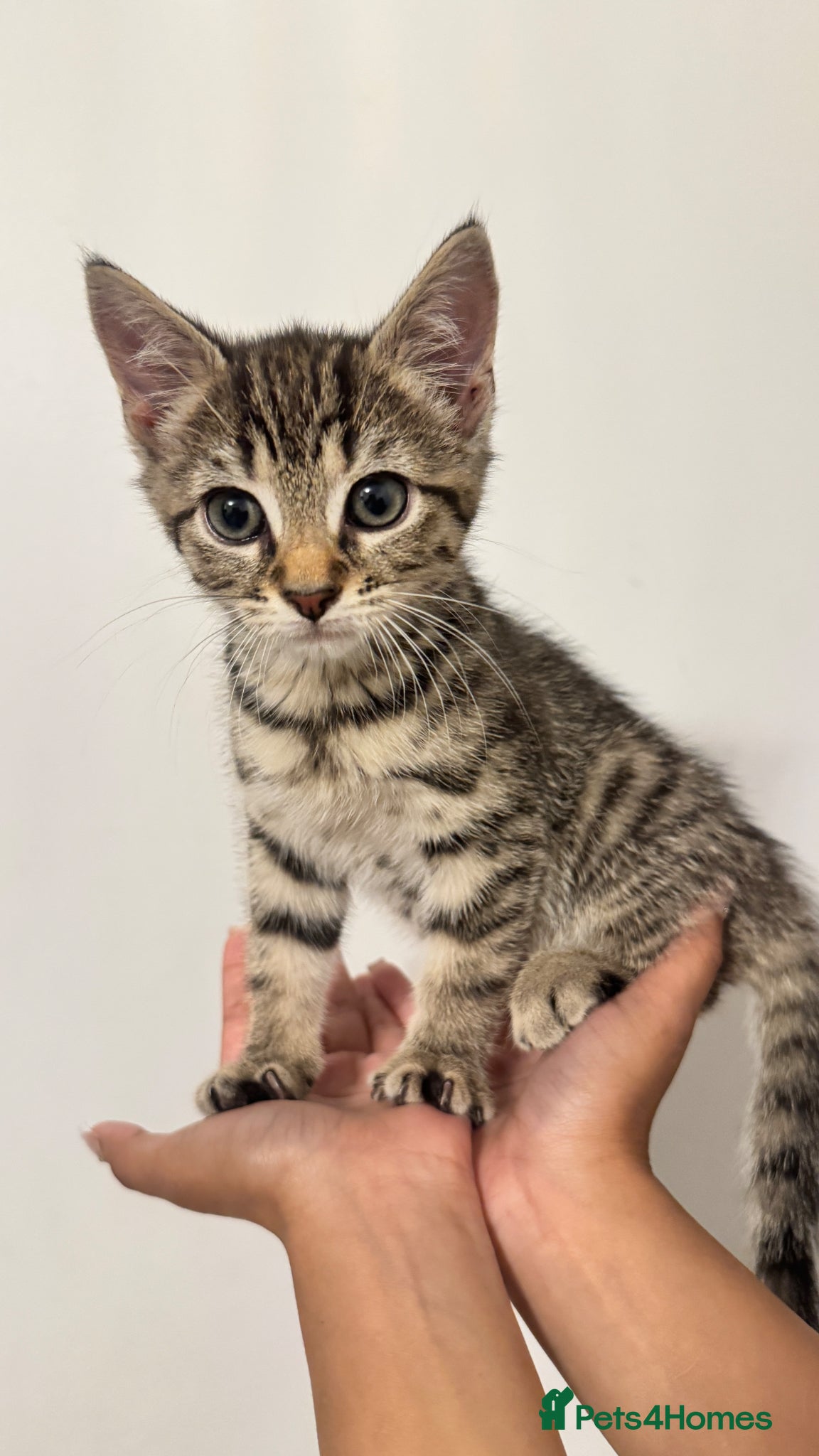 British Shorthair cats for sale: Tabby Kittens in London - Advert 5