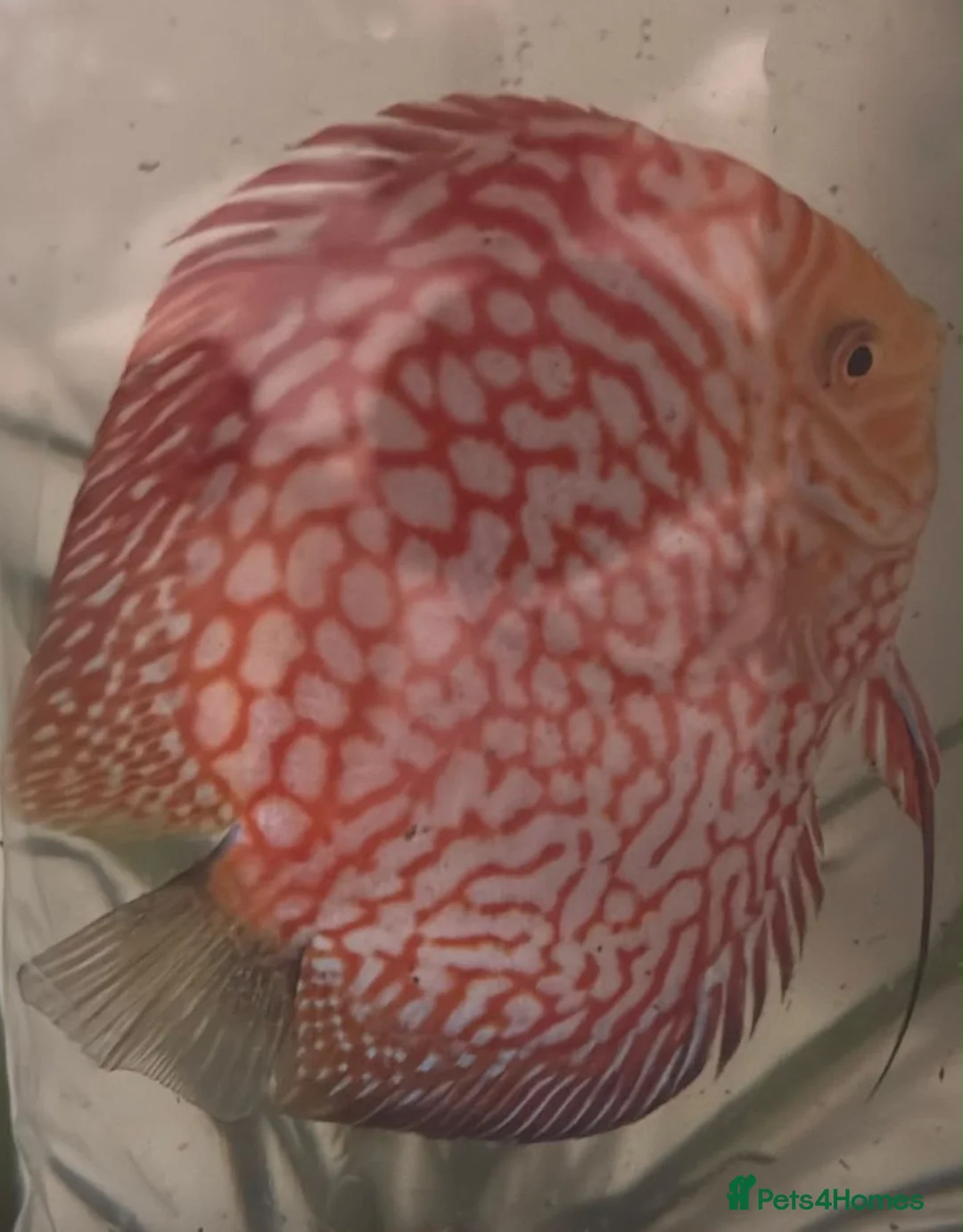 Discus fish for sale: Discus fish  - Advert 8