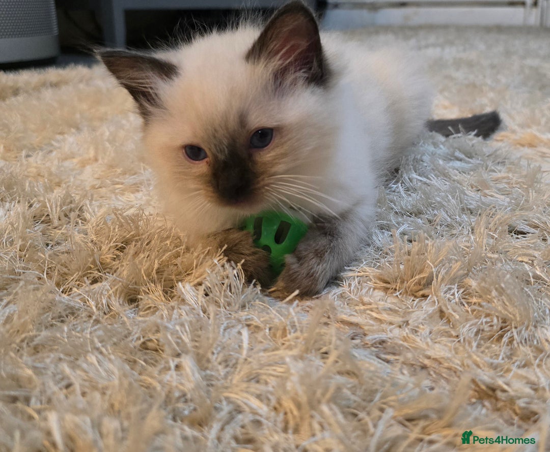 Ragdoll cats for sale: Ragdoll kittens - Advert 4
