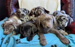 Labrador Retriever dogs for sale: Gorgeous Rare Labrador Retriever Pups  - Image 1