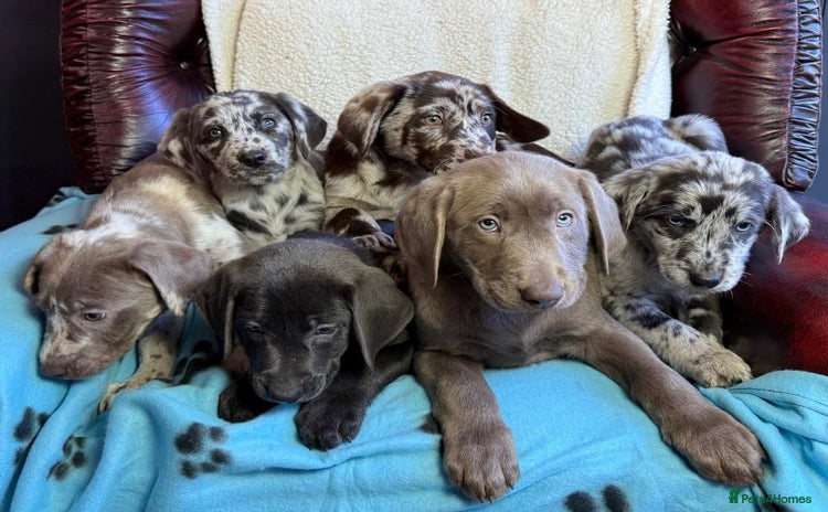 Labrador Retriever dogs - Advert 2