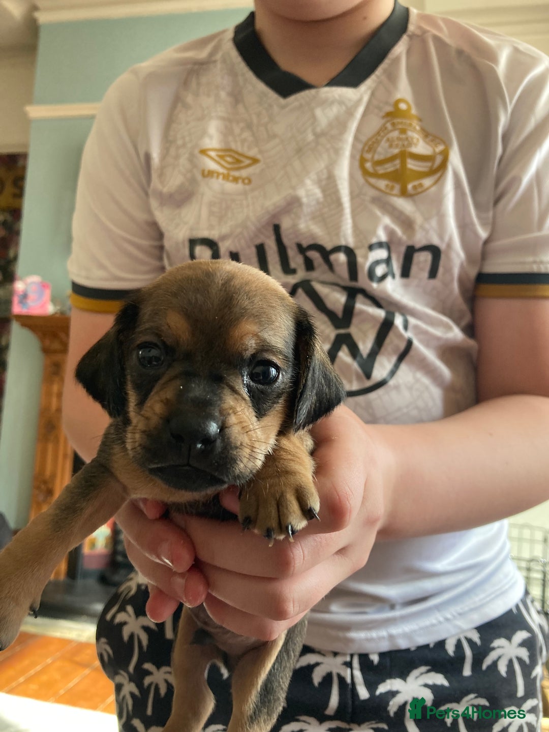 Mixed Breed dogs for sale: Perfect Daug puppies - Image 12